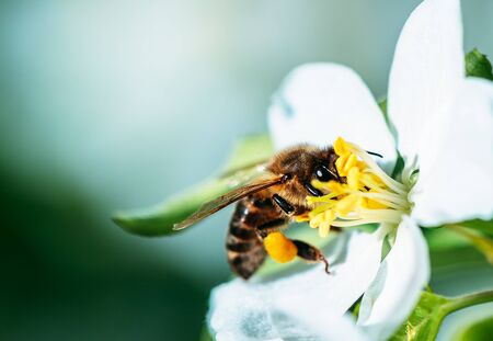 Wild bee collects nectar from blooming flowers in the open air on a sunny day, pollination of flowersの写真素材