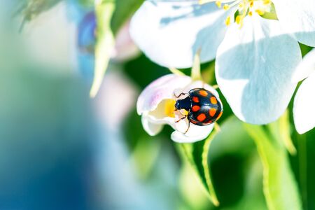 Macro shot of a beautiful ladybugs on a white flower under the open sky on a sunny dayの写真素材