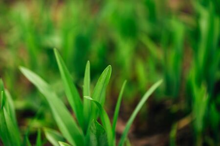 Macro shot of a leaf, grass sprout on a blurred backgroundの写真素材