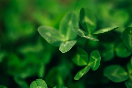 Macro shot of clover bushes, beautiful three-leaf clover Green nature backgroundの写真素材