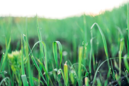 Germination of grass after a fire, restoration of nature, natural selection.の写真素材