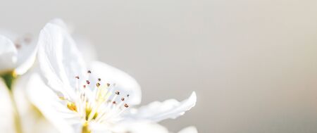 Beautiful flowering apple tree, macro photo of the flower pestles and stamens.の写真素材