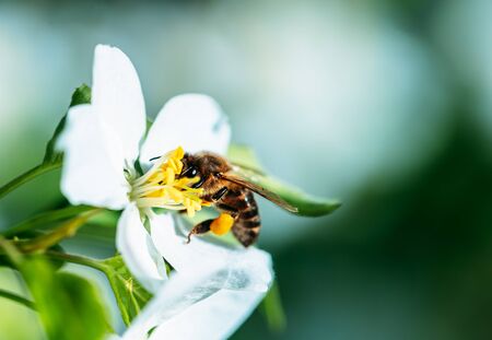 Wild bee collects nectar from blooming flowers in the open air on a sunny day, pollination of flowers.の写真素材
