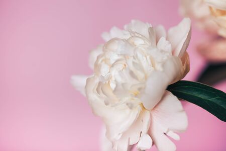 Beautiful delicate peonies on a pink background, blooming flowers, March 8, mother's day, birthday present.の写真素材