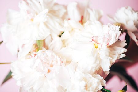 Beautiful delicate peonies on a pink background, blooming flowers, March 8, mother's day, birthday present.の写真素材