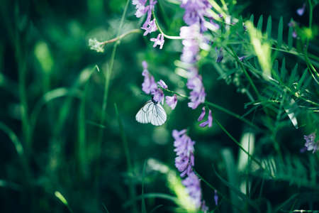 Blooming beautiful flowers in the meadow, spring time, summer time, background.