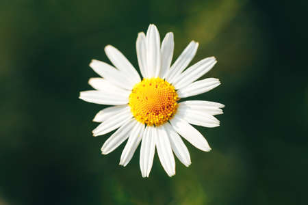 Beautiful chamomile in the garden outdoors, chamomile bloom, spring time, nature bloom.の写真素材