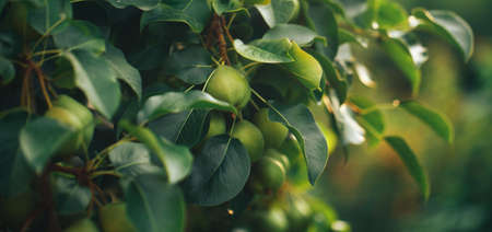 Ripe pears hanging on a tree branch, vegetarian food, organic food.の写真素材