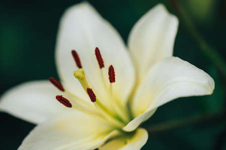 Beautiful white lily in the garden outdoors, lily blossom, spring time, nature bloom.