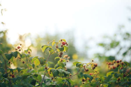 Ripe raspberries hanging on a big bush, vegetarian food, organic food, natural food.