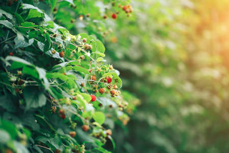 Ripe raspberries hanging on a big bush, vegetarian food, organic food, natural food.の写真素材