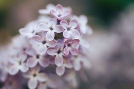 Beautiful lilac bloom, nature revival, background, macro photography of flowers.の写真素材