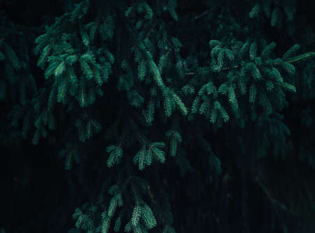 Beautiful coniferous tree, christmas tree, winter time, evergreen tree.の写真素材