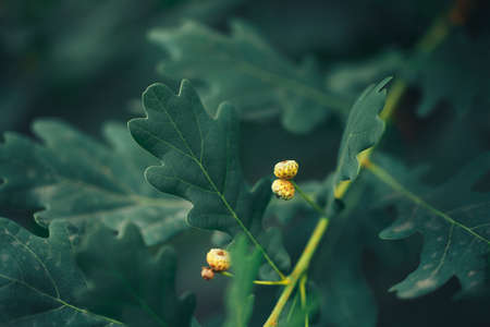 Young shoots of oak on a tree branch, young acorn, flowering oak.の写真素材