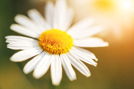 Beautiful chamomile in the garden outdoors, chamomile bloom, spring time, nature bloom.の写真素材