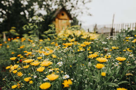 Beautiful chamomile in the garden outdoors, chamomile bloom, spring time, nature bloom.の写真素材
