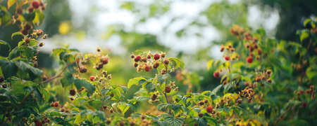 Ripe raspberries hanging on a big bush, vegetarian food, organic food, natural food.の写真素材