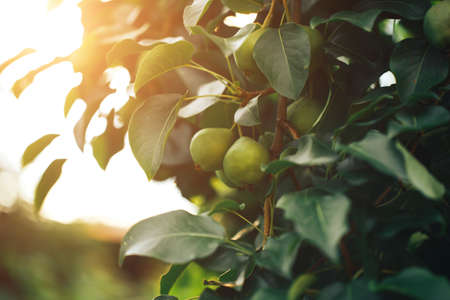 Ripe pears hanging on a tree branch, vegetarian food, organic food.の写真素材