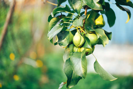 Ripe pears hanging on a tree branch, vegetarian food, organic food.の写真素材