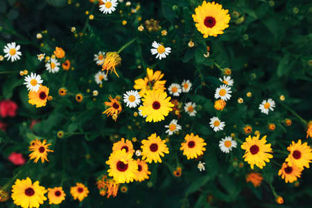 Beautiful chamomile in the garden outdoors, chamomile bloom, spring time, nature bloom.の写真素材