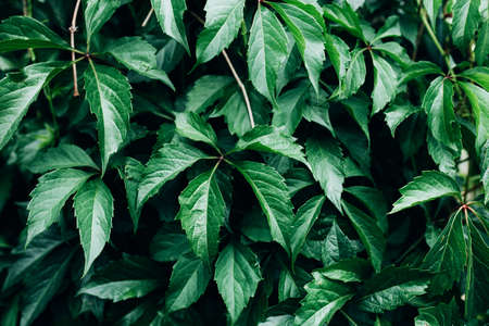 Big green bush with large leaves, beautiful green bush background.の写真素材