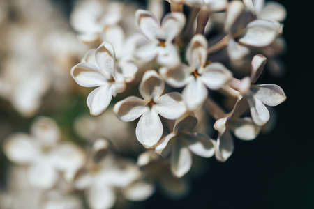 Beautiful lilac bloom, nature revival, background, macro photography of flowers.の写真素材