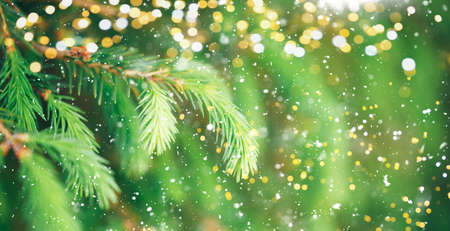 Christmas tree outdoor with snow, lights bokeh around, and snow falling, Christmas atmosphere. macro photo of light freen fir branches.の写真素材
