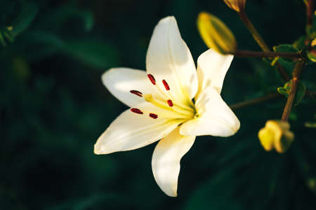 Beautiful white lily in the garden outdoors, lily blossom, spring time, nature bloom.の写真素材