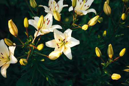 Beautiful white lily in the garden outdoors, lily blossom, spring time, nature bloom.の写真素材