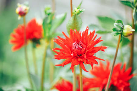 Beautiful red aster in the garden outdoors, macro photography of a flower, spring time, aster bloom.の写真素材