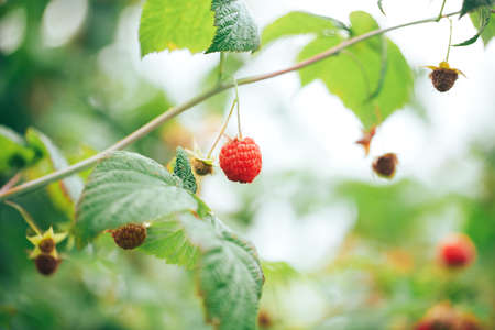 Ripe raspberries hanging on a big bush, vegetarian food, organic food, natural food.の写真素材