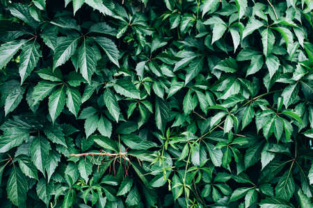 Big green bush with large leaves, beautiful green bush background.の写真素材