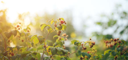 Ripe raspberries hanging on a big bush, vegetarian food, organic food, natural food.の写真素材