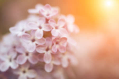 Beautiful lilac bloom, nature background, macro photography of flowers. blurred photoの写真素材