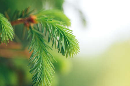 Macro shot of a young light green fir branch, close up photo of Christmas background or spring tome for trees.の写真素材