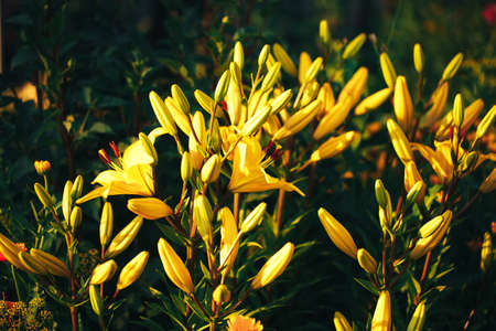 Beautiful yellow lily in the garden outdoors, lily blossom, spring time, nature bloom.の写真素材