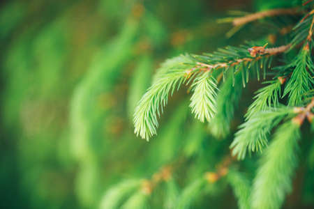 Macro shot of a young light green fir branch, close up photo of Christmas background or spring tome for trees.の写真素材