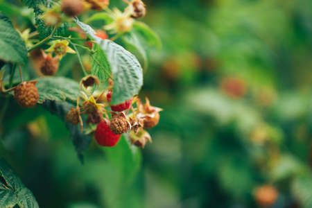 Ripe raspberries hanging on a big bush, vegetarian food, organic food, natural food.の写真素材
