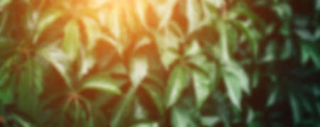 Big green bush with large leaves, beautiful green bush background. blurred photoの写真素材