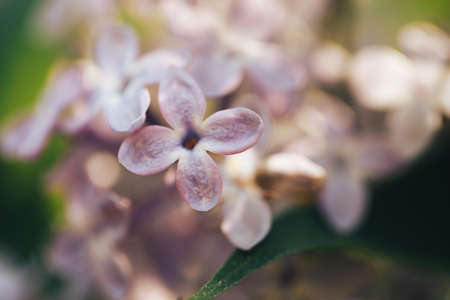 Beautiful lilac bloom, nature background, macro photography of flowers.の写真素材