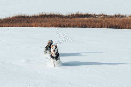Two purebred huskies running in the snow, dogs in natural habitat, dog riding.の写真素材