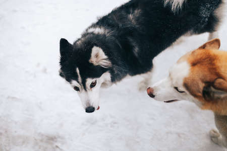Two Siberian Husky in white snow, black and white and red-haired husky in two, friendship between dogsの写真素材
