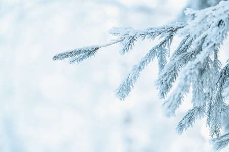 Christmas tree with snow outdoor, frozen branch of spruce with snow, colden winter day.の写真素材