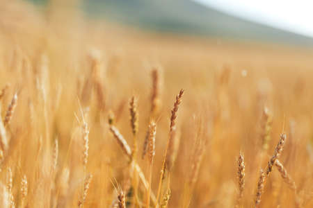 Large field of ripe wheat under the open sky on sunny dayの写真素材