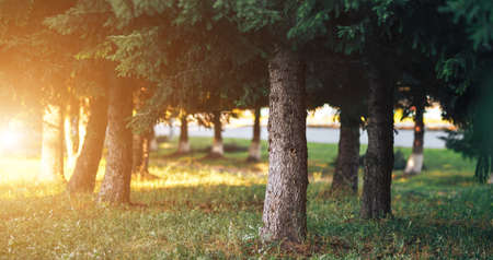 Large coniferous trees in the forest on a clear sunny day, coniferous tree trunks