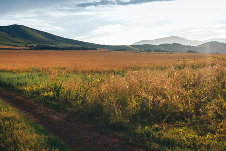 Large field of ripe wheat under the open sky on a sunny day.の写真素材