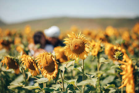 Large field of blooming sunflowers on a clear sunny day, couple hugs in sunflowers, love storyの写真素材