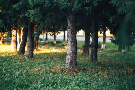 Large coniferous trees in the forest on a clear sunny day, coniferous tree trunksの写真素材