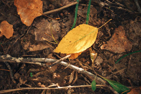 Fallen yellow leaves of trees lying on the ground, autumn time.の写真素材