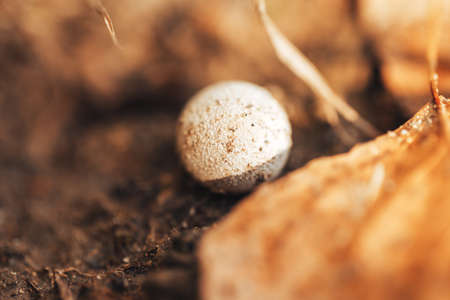 Lonely wild white mushroom in the forest among yellow leaves.の写真素材